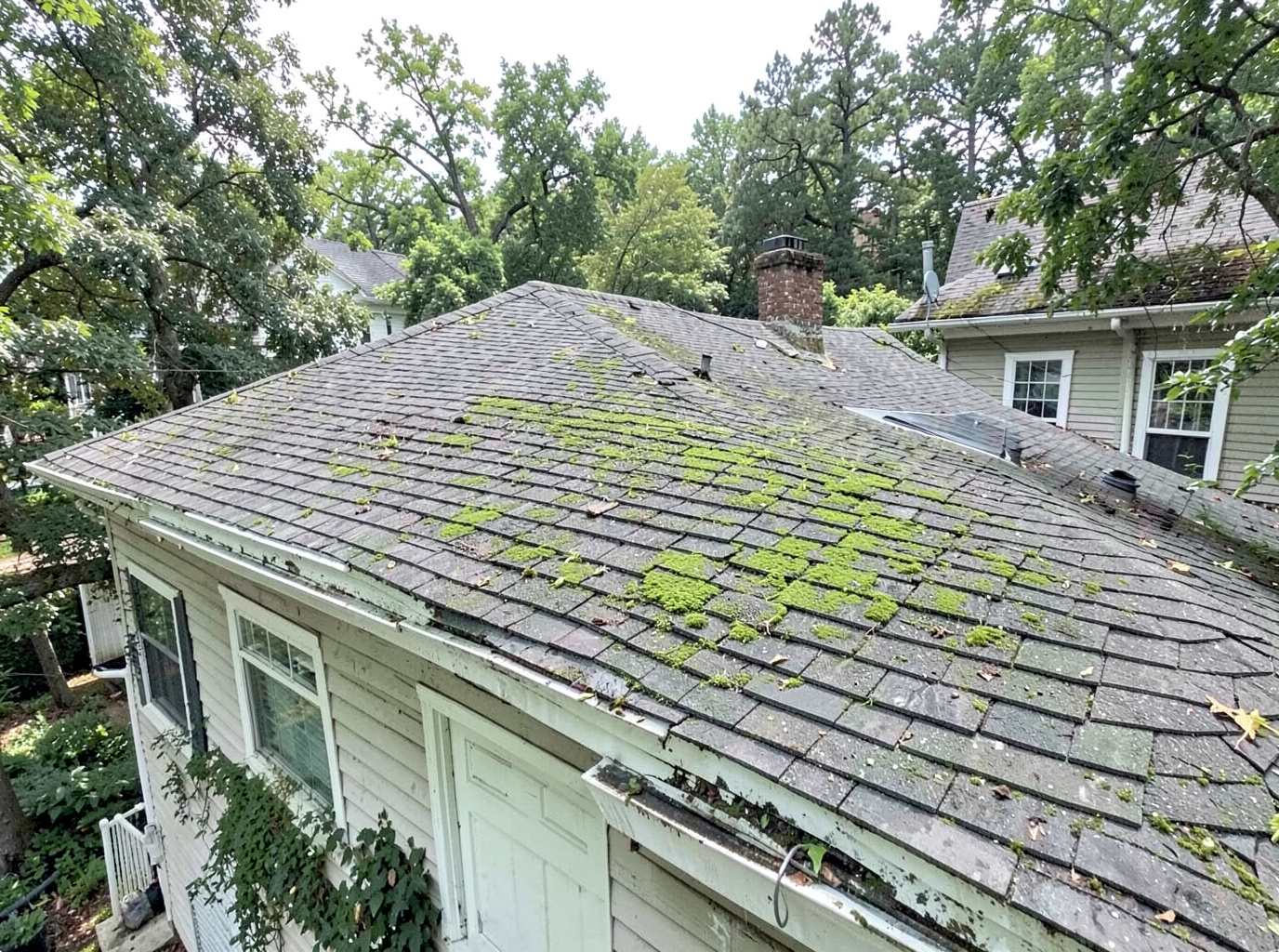 Dealing With Moss and Algae on Trenton Roofs